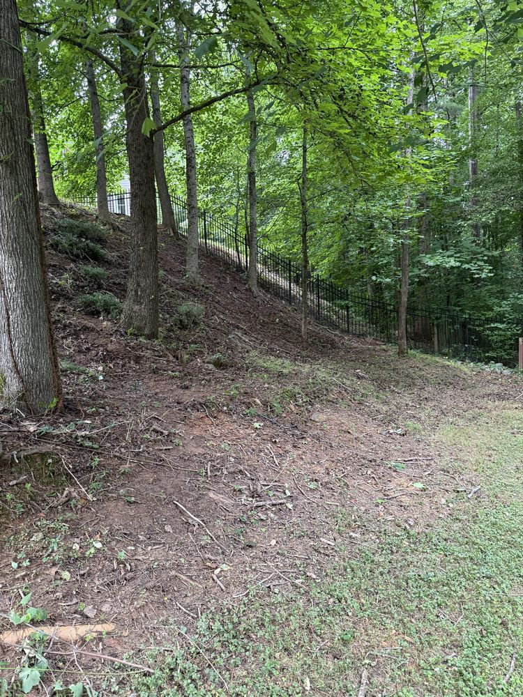 Wooded yard after GreenShine Outdoors yard cleanup