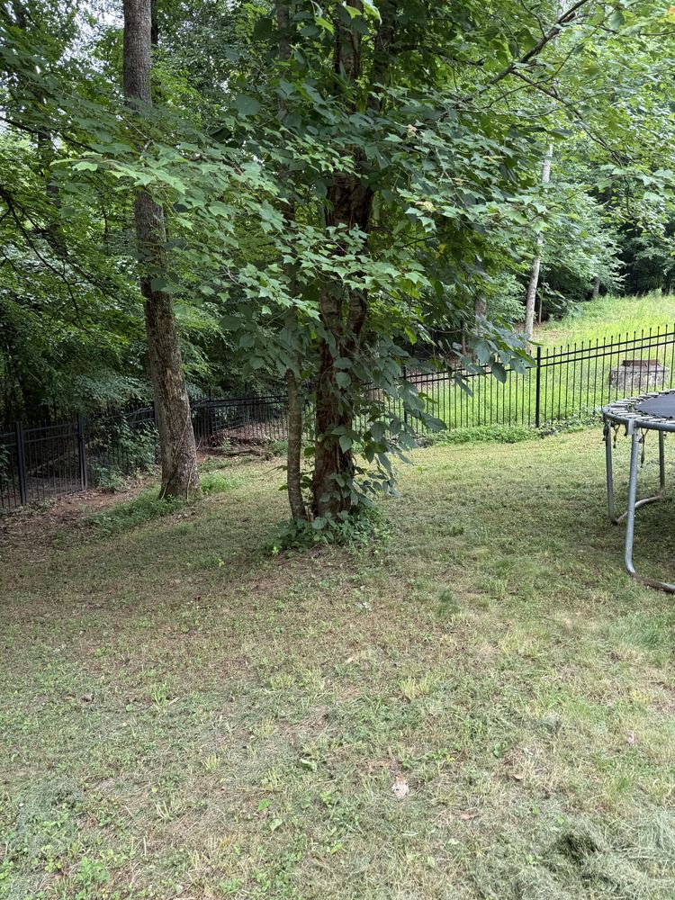Overgrown backyard before a GreenShine Outdoors lawn mowing project