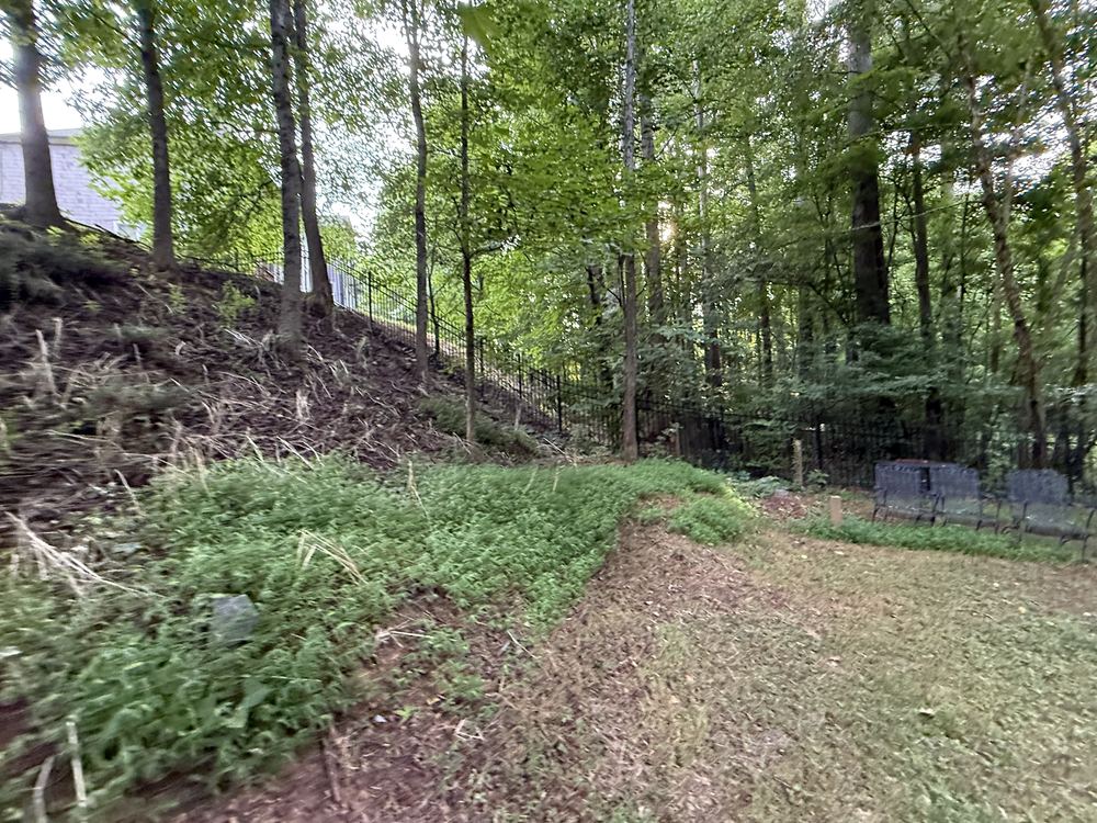 Wooded yard with leaves and low growth before cleanup