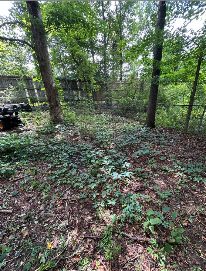 Wooded yard with leaves and low growth before cleanup