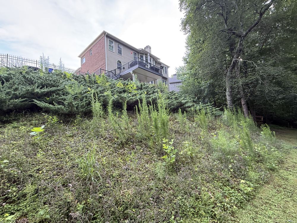 Overgrown weeds and groundcover on a backyard slope before cleanup