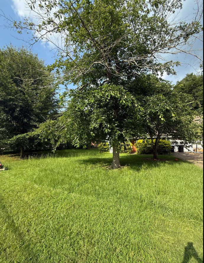 Tall front yard grass before lawn mowing service